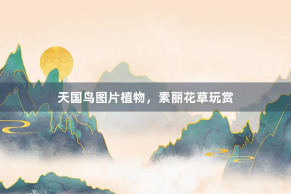 天国鸟图片植物，素丽花草玩赏